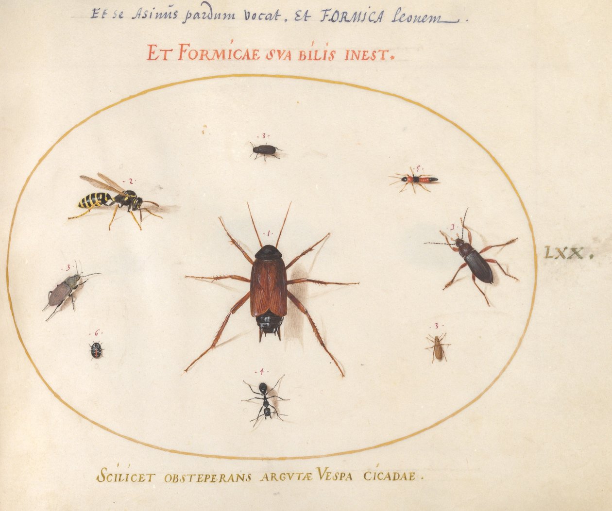 Plaat 70: Een Voorn Omringd door Insecten door Joris Hoefnagel