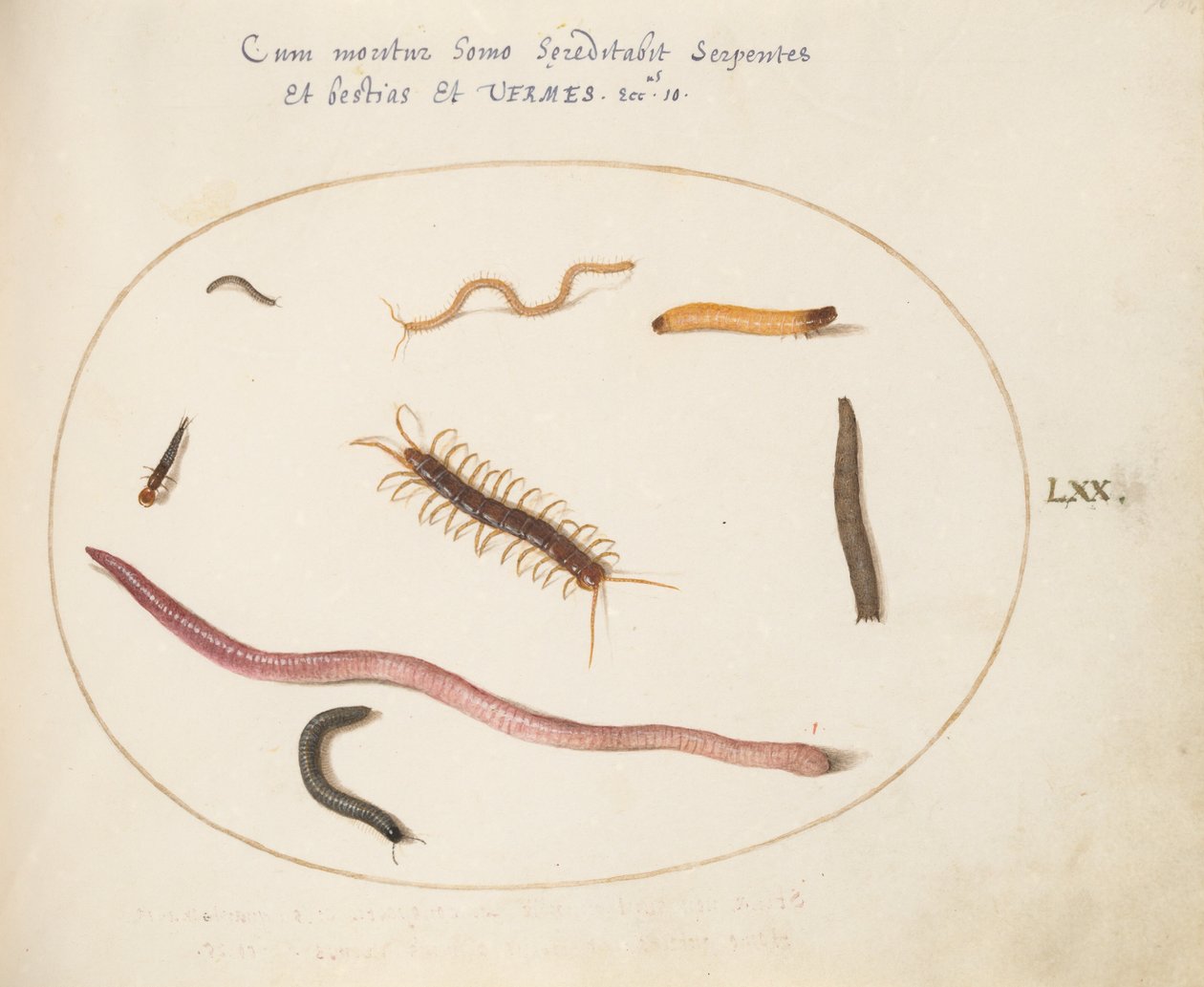 Plaat 70: Worm, Duizendpoot, Miljoenpoot, en Andere Lange Wezens door Joris Hoefnagel