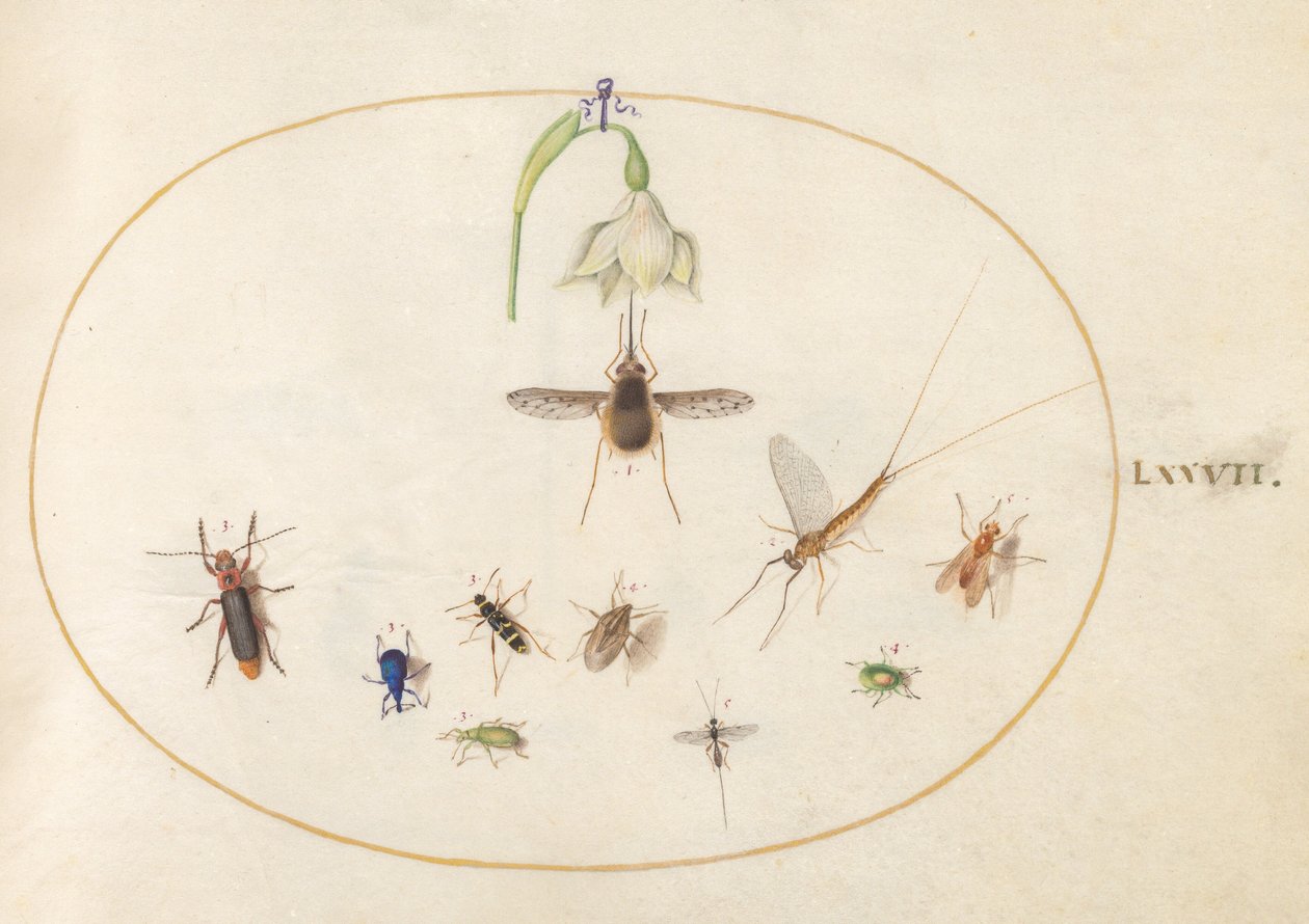 Plaat 77: gestippelde wolzwever met een witte bloem, een eendagsvlieg, een blauwe snuitkever en andere insecten door Joris Hoefnagel