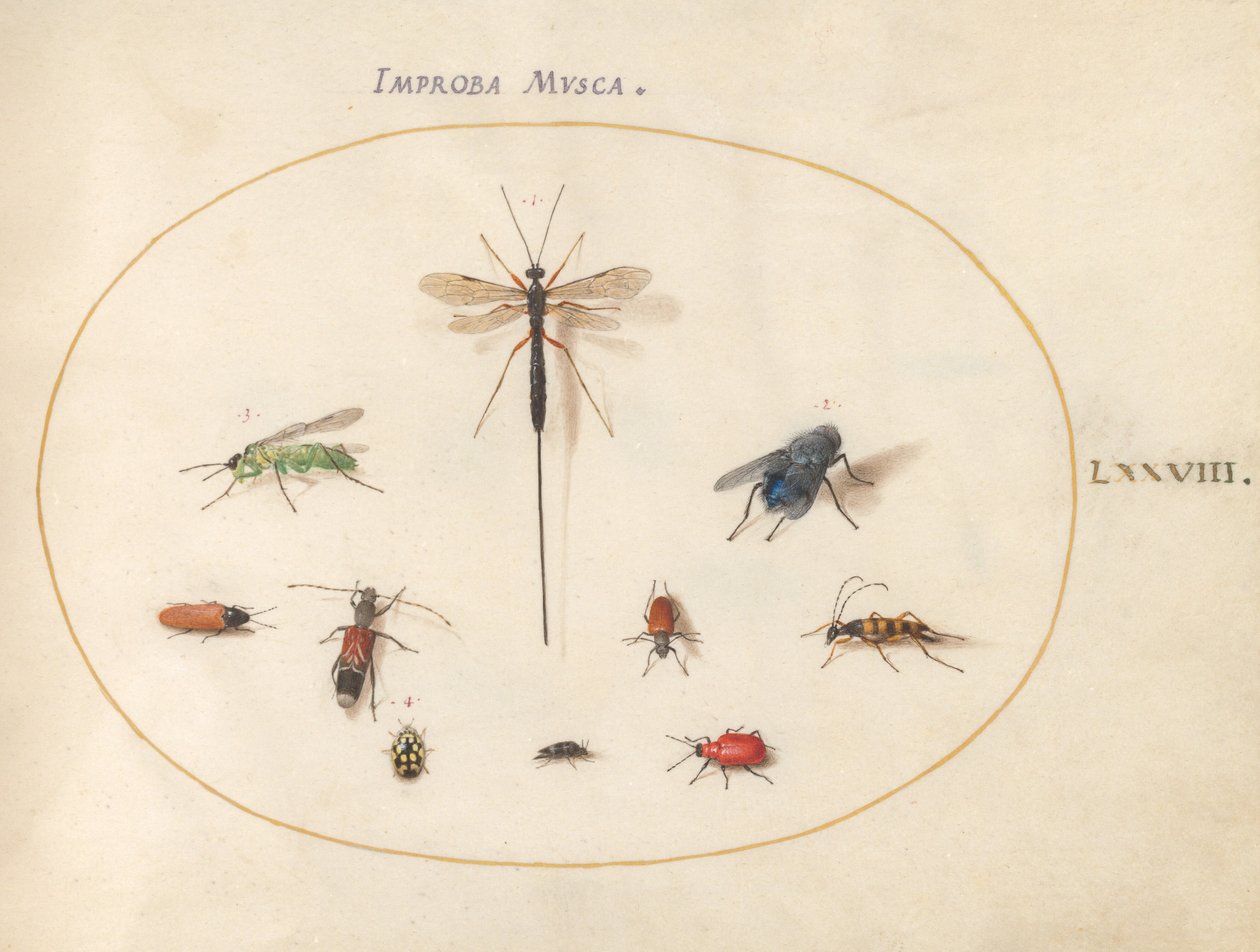 Plaat 78: Tien insecten, waaronder een blauwe vlieg door Joris Hoefnagel
