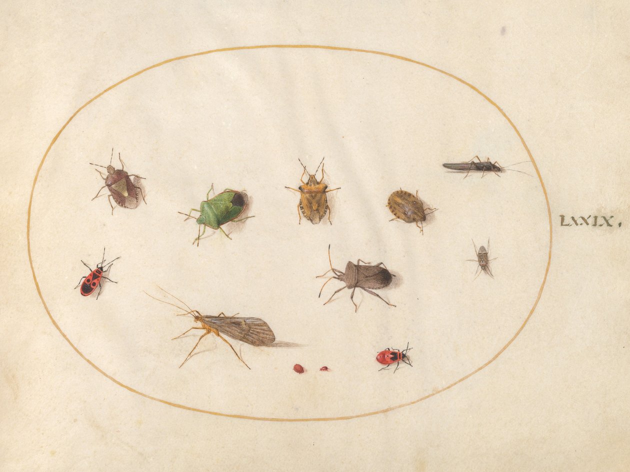 Plaat 79: Twaalf Insecten, Inclusief Schildwantsen door Joris Hoefnagel