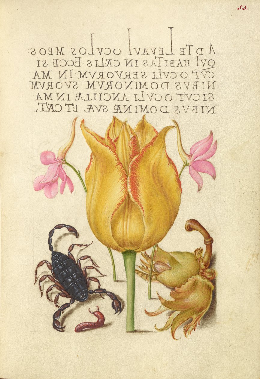 Raketleeuwerik, Tulp, Schorpioen, Millepede en Europese Filbertus door Joris Hoefnagel