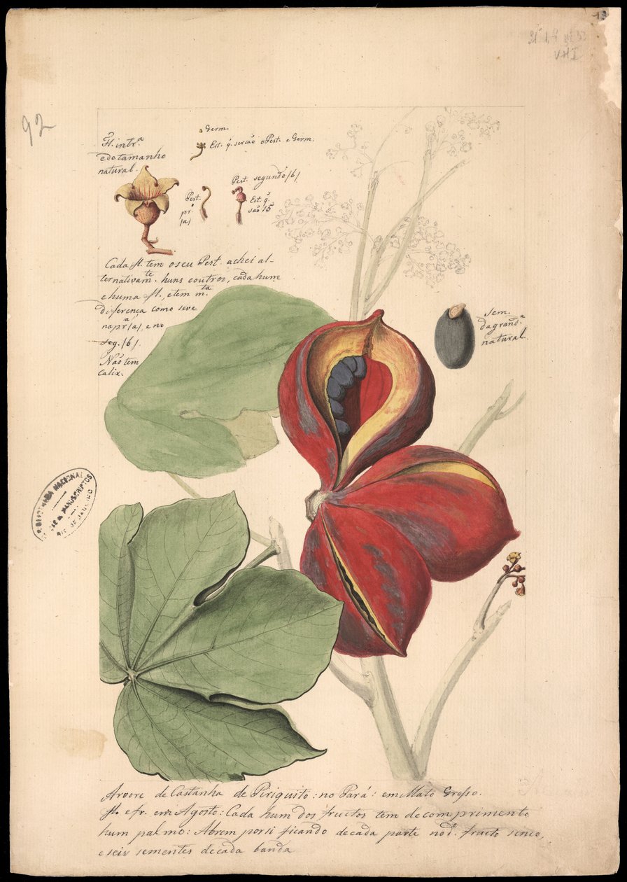 Theobroma bicolor, 1785 door José Joaquim Freire