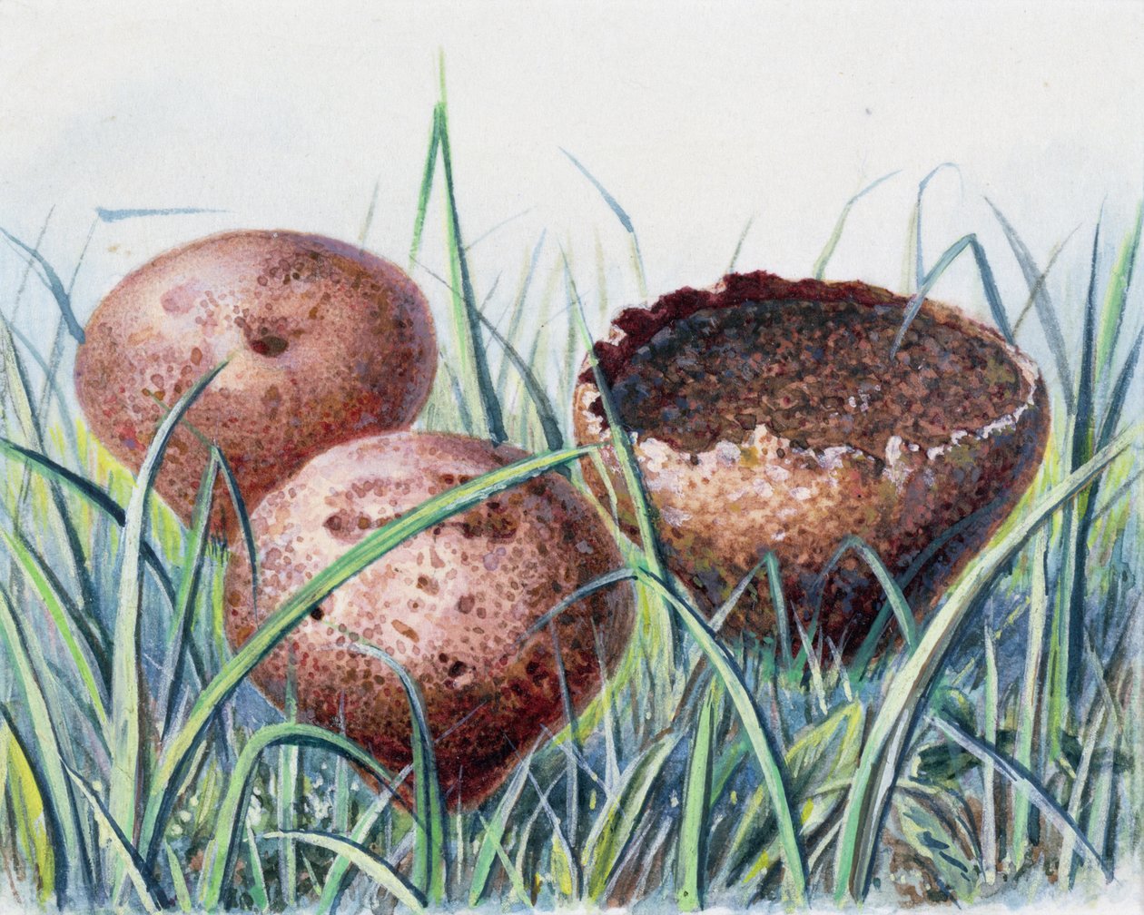 Studie van schimmel door Josef Fleischmann