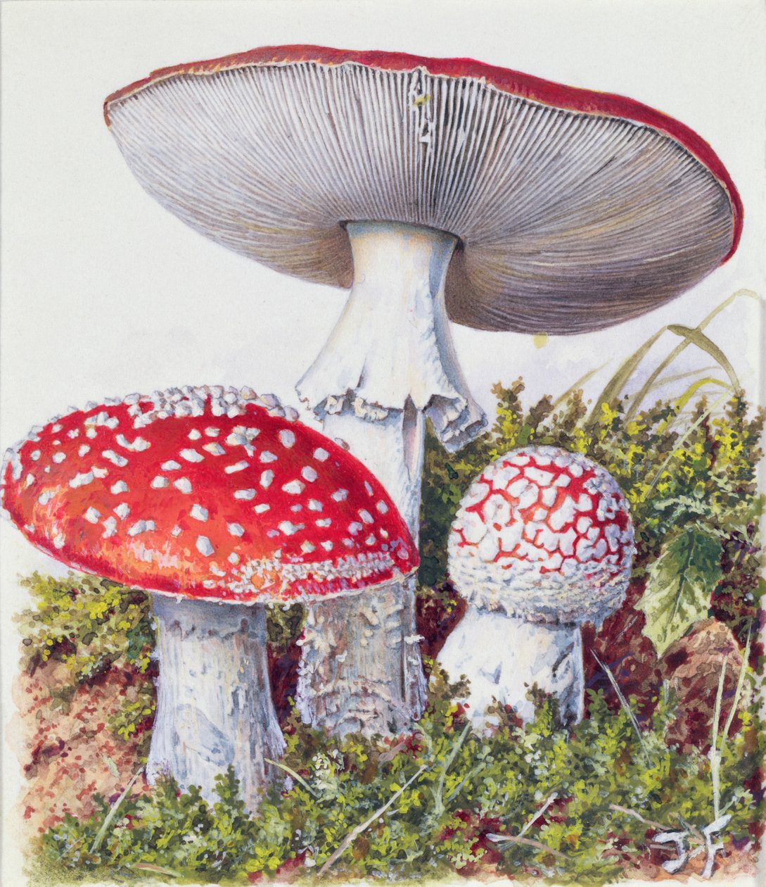 Studie van schimmel door Josef Fleischmann