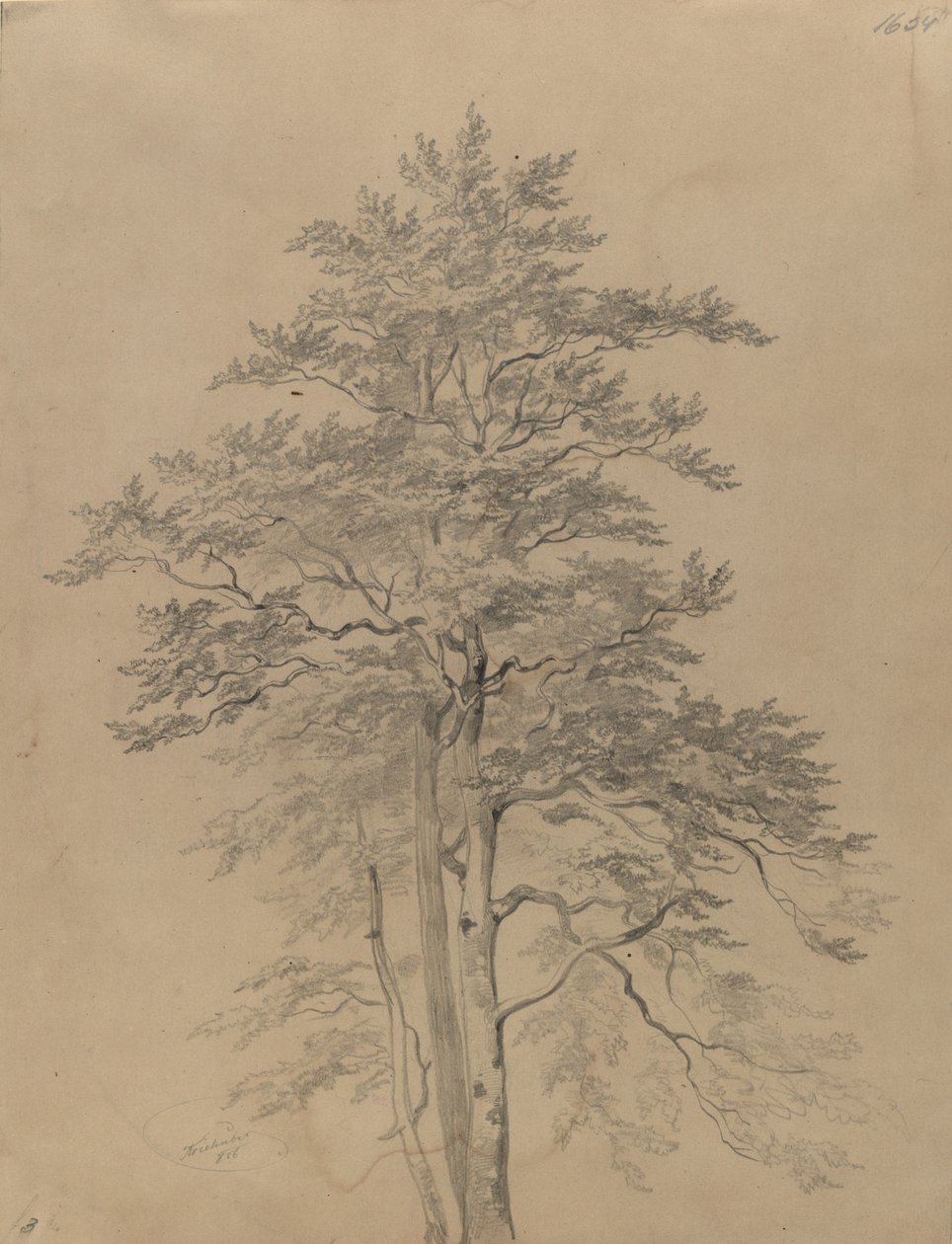 Boomstudie door Josef Kriehuber