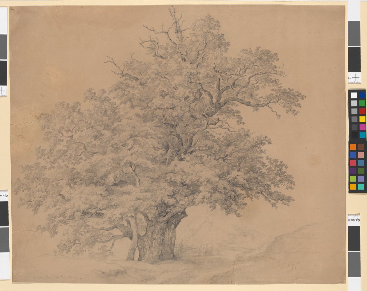 De grote Praterboom door Josef Kriehuber