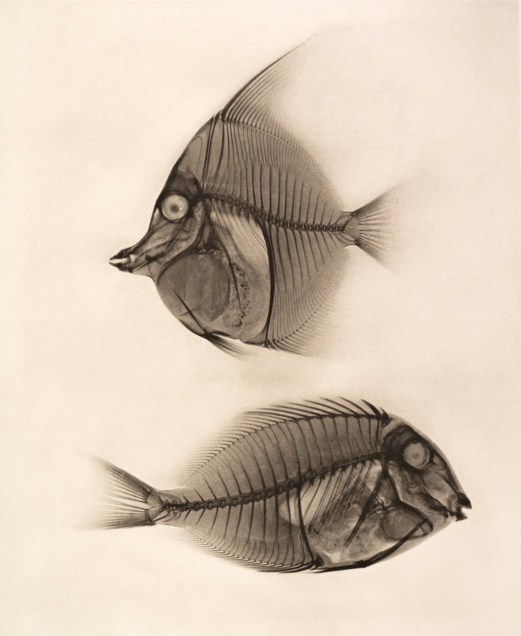 Historische röntgenfoto van een Moorse Idol (Zanclus Cornutus) en een Blauwgerande Chirurgijnvis (Acanthurus Nigros) 1896 (foto) door Josef Maria Eder