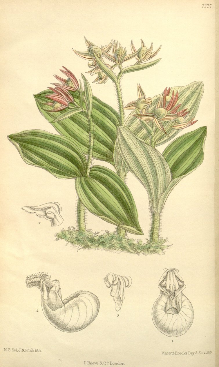 Cypripedium fasciculatum door Joseph Dalton Hooker