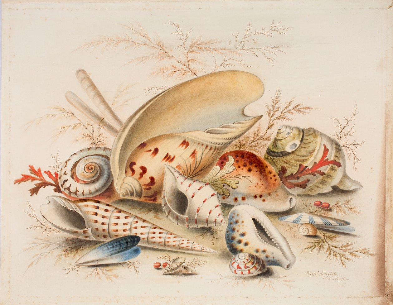Studie van zeeschelpen door Joseph Smith