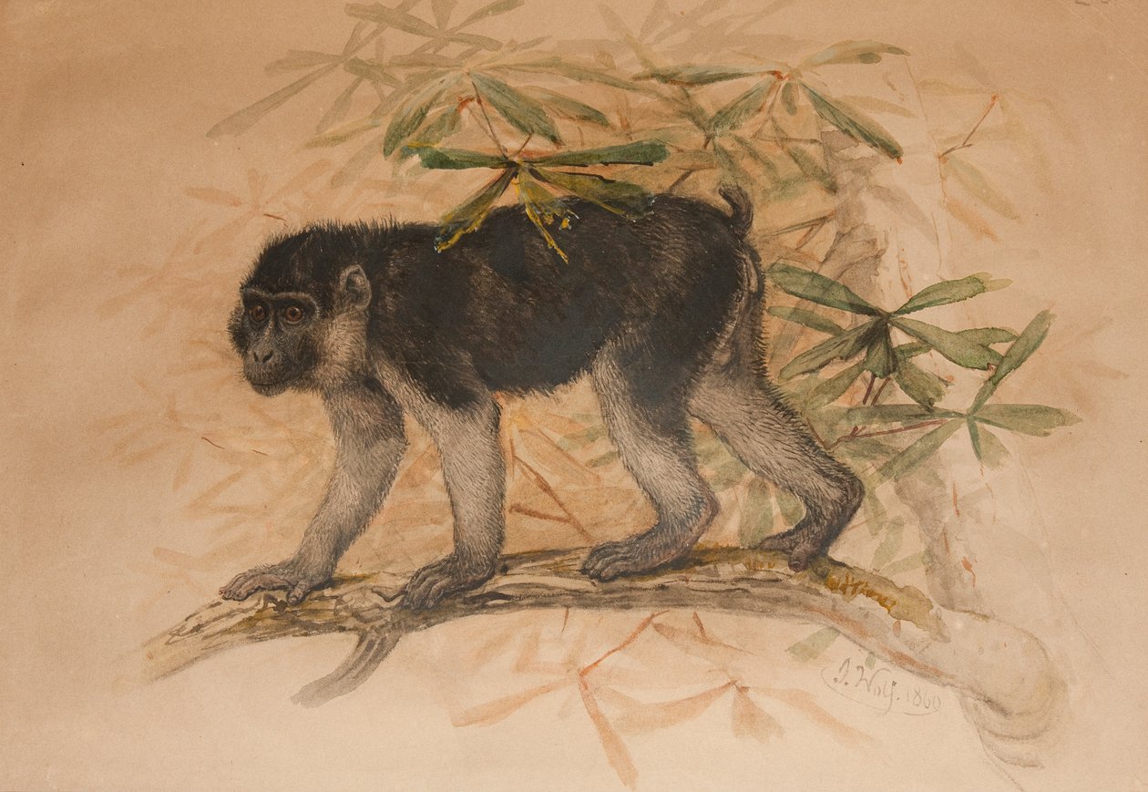 Asgrijze Makaak (Macacus ocreatus), 1869 door Joseph Wolf