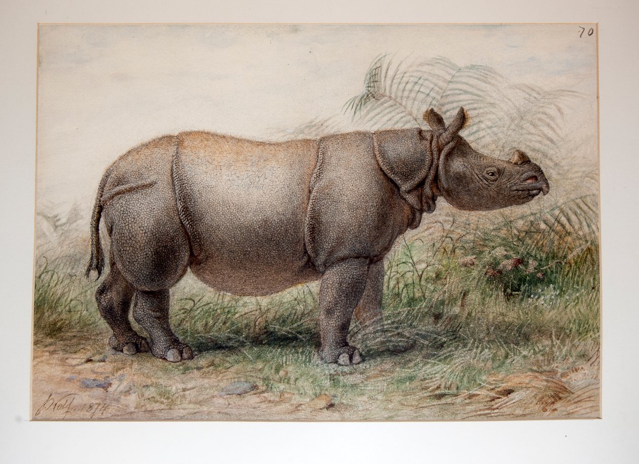 Javaanse neushoorn, 1874 door Joseph Wolf