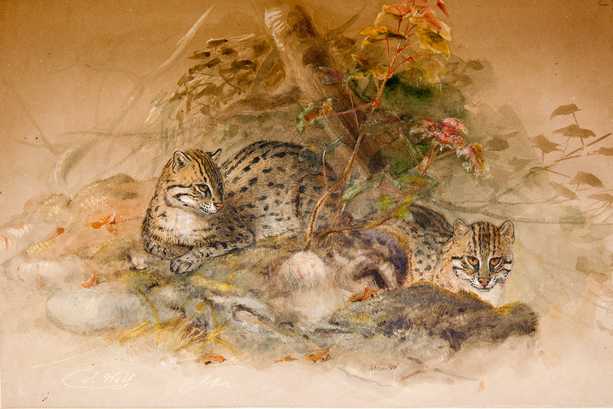 Wagati Kat, 1851-69 door Joseph Wolf