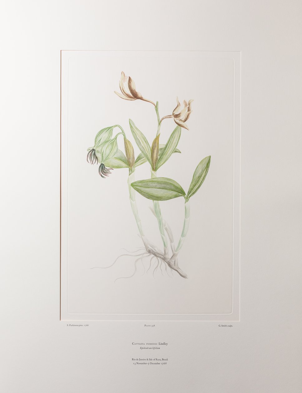 Cattleya forbesii (Orchidaceae) - Plaat 358, Banks