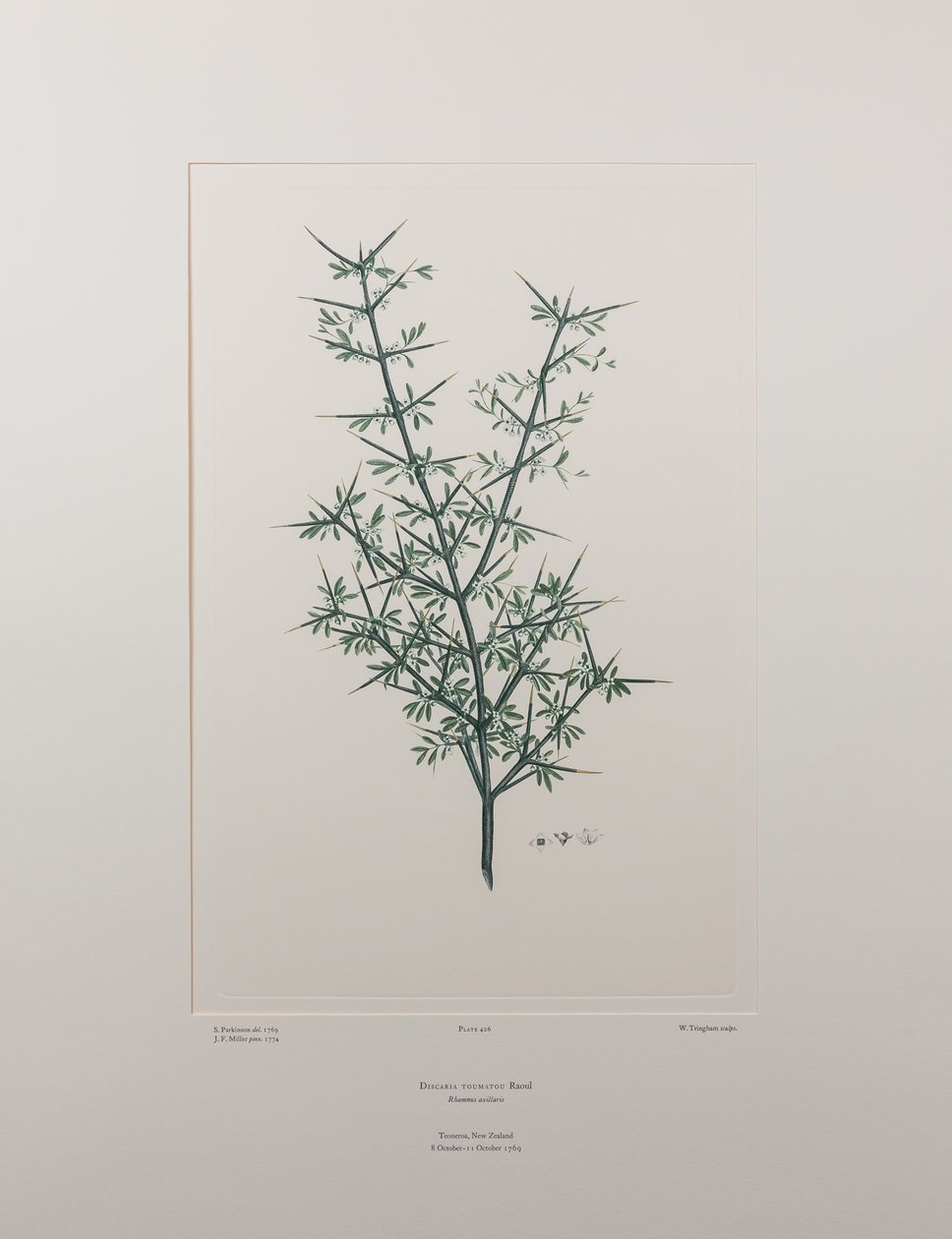 Discaria toumatou (Rhamnaceae) - Plaat 426, Banks