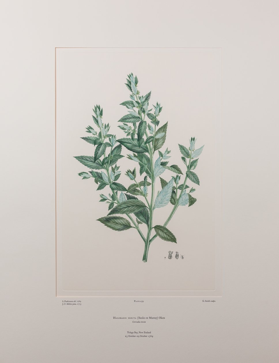 Haloragis erecta (Haloragidaceae) - Plaat 439, Banks