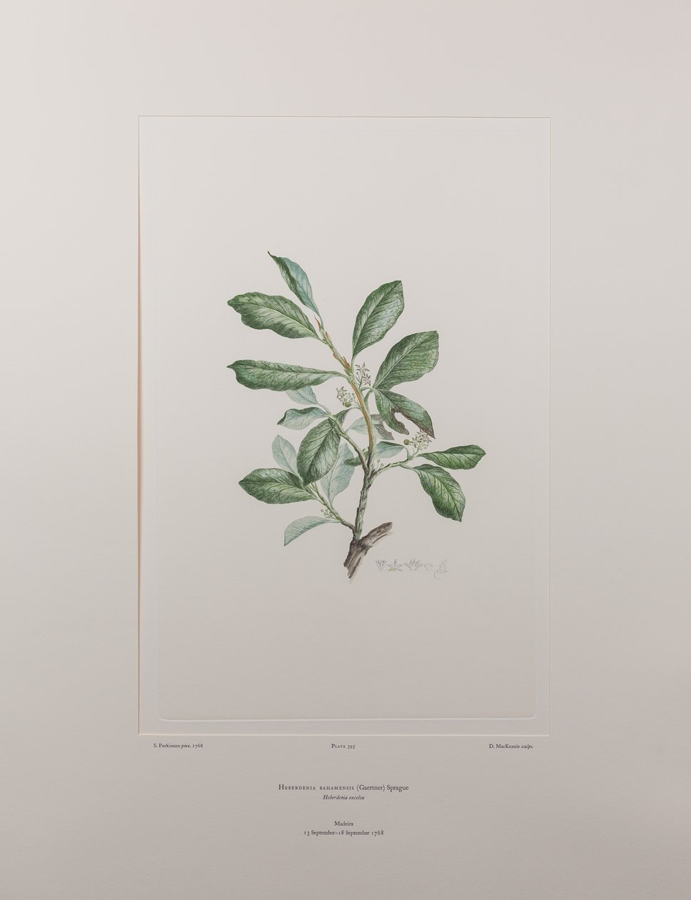 Heberdenia bahamensis (Myrsinaceae) - Plaat 395, Banks