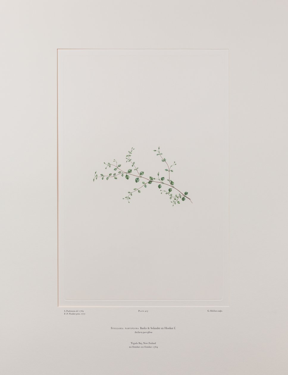 Stellaria parviflora (Caryophyllaceae) - Plaat 415, Banks