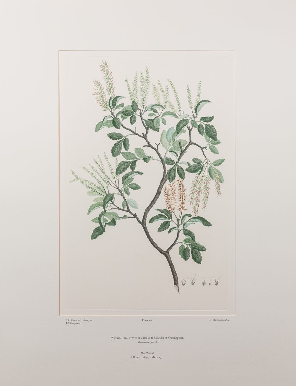 Weinmannia sylvicola (Cunoniaceae) - Plaat 436, Banks