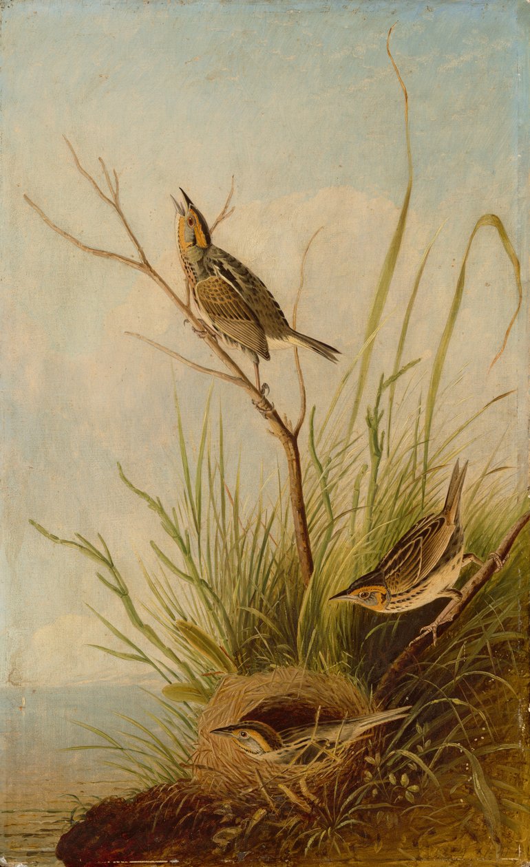 Scherpstaartrietgors, 1831-1833 door Joseph Bartholomew Kidd