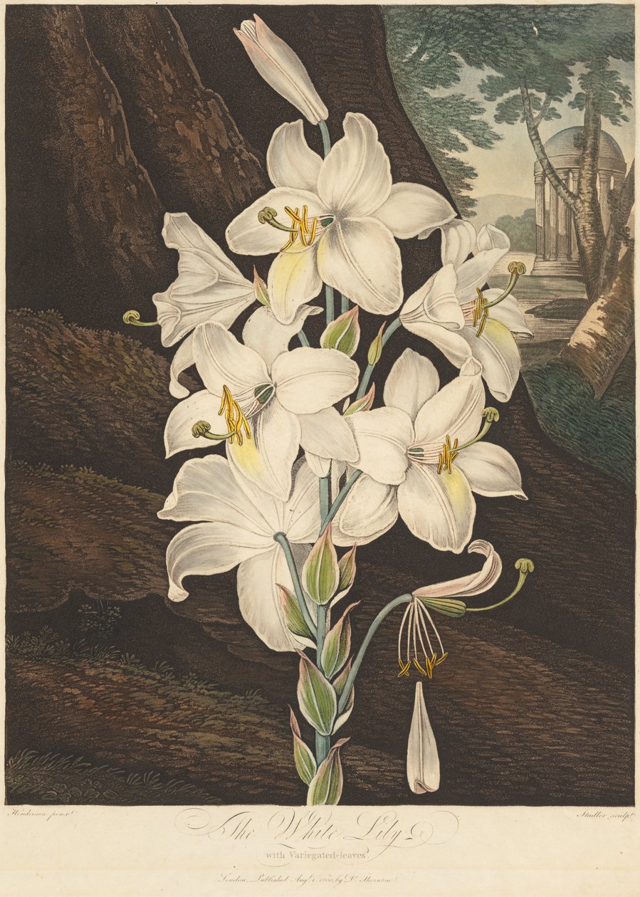De tempel van Flora, of de tuin van de natuur: Witte lelie met bonte bladeren..., 1800 door Joseph Constantine Stadler