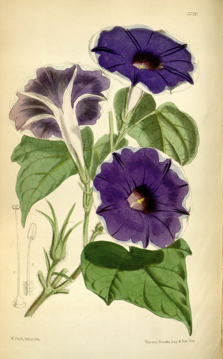 Ipomoea nil, 1868 door Joseph Dalton Hooker