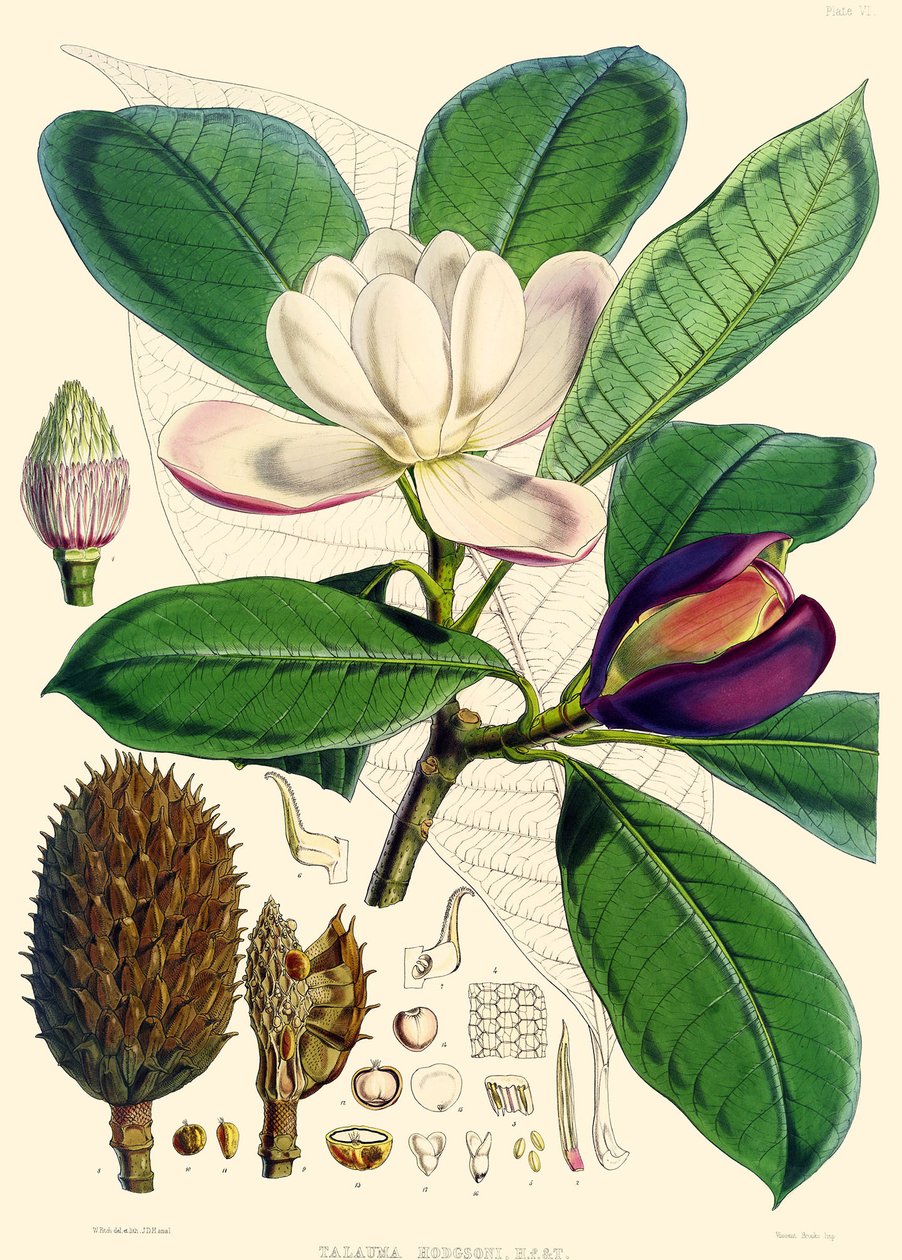Magnolia hodgsonii, 1855 door Joseph Dalton Hooker