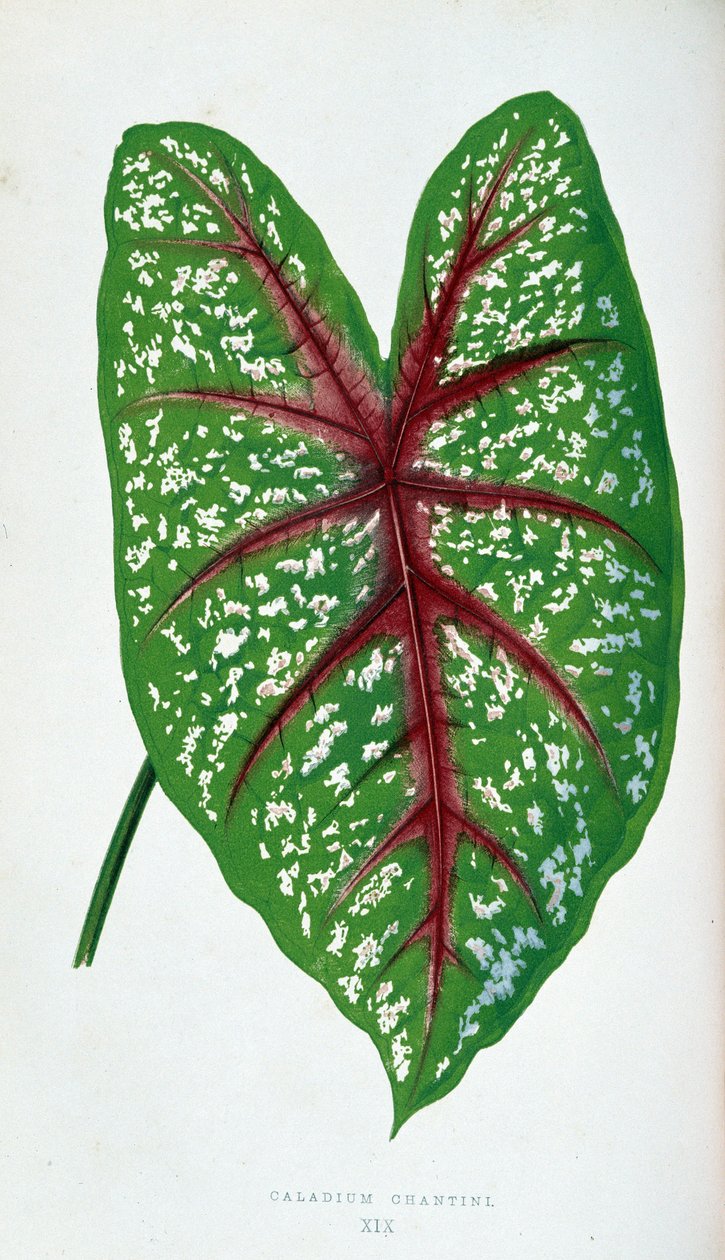 Chantini Caladium blad. Botanische plaat in "Planten met kleurrijk blad" door Joseph Edward and Howard W Lowe