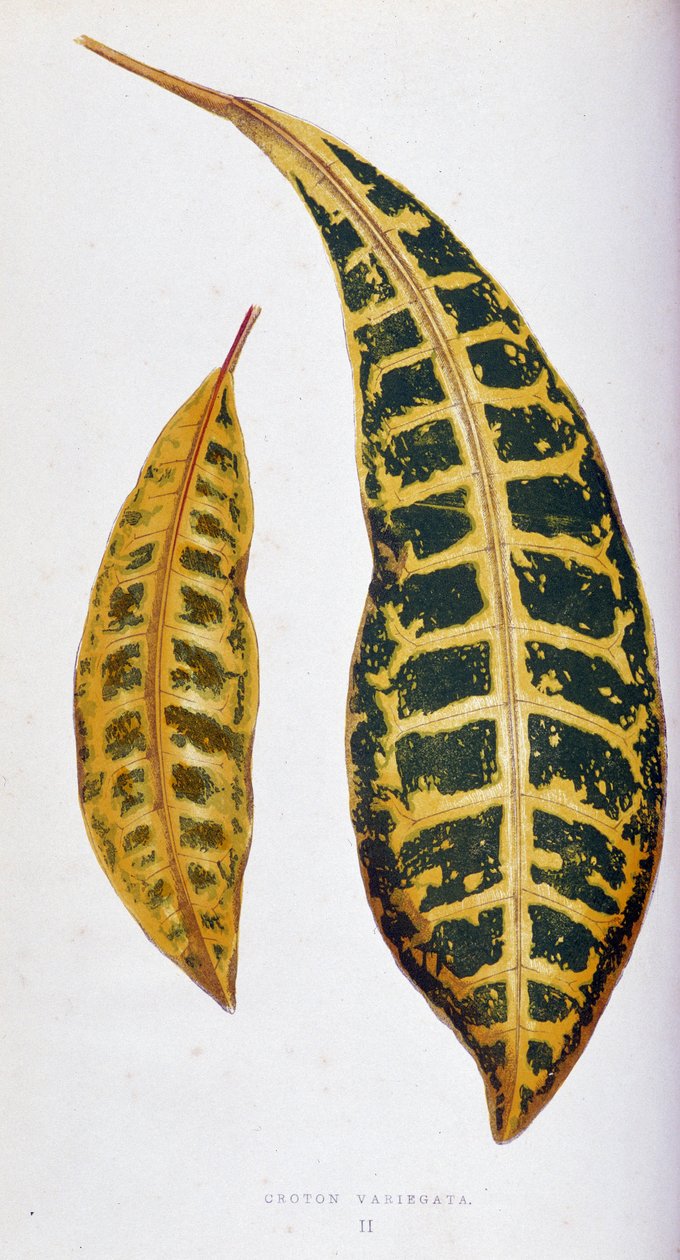 Croton blad variegata. Botanische plaat in "Planten met kleurrijk blad. Collectie van de meest opmerkelijke soorten gebruikt om tuinen, kassen en appartementen te versieren, door Edward Joseph Lowe en W. Howard, leden van de London Horticulture Society door Joseph Edward and Howard W Lowe