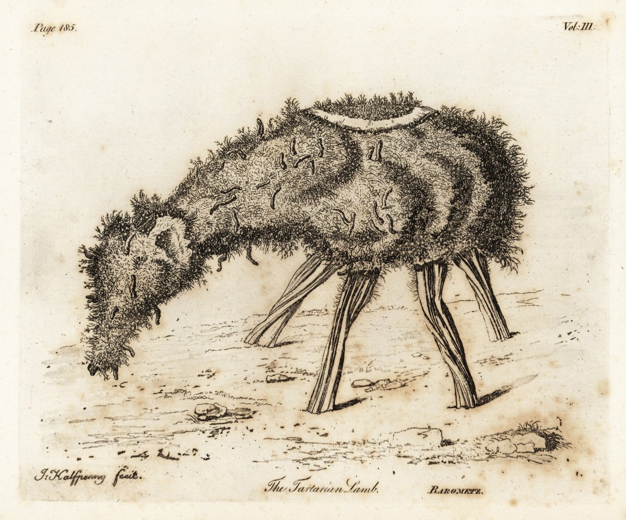 Het Groente Lam van Tartary door Joseph Halfpenny