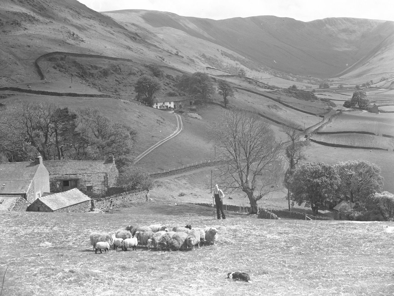 Een herder en zijn herdershond controleren een kudde schapen in een veld in Martindale door Joseph Hardman