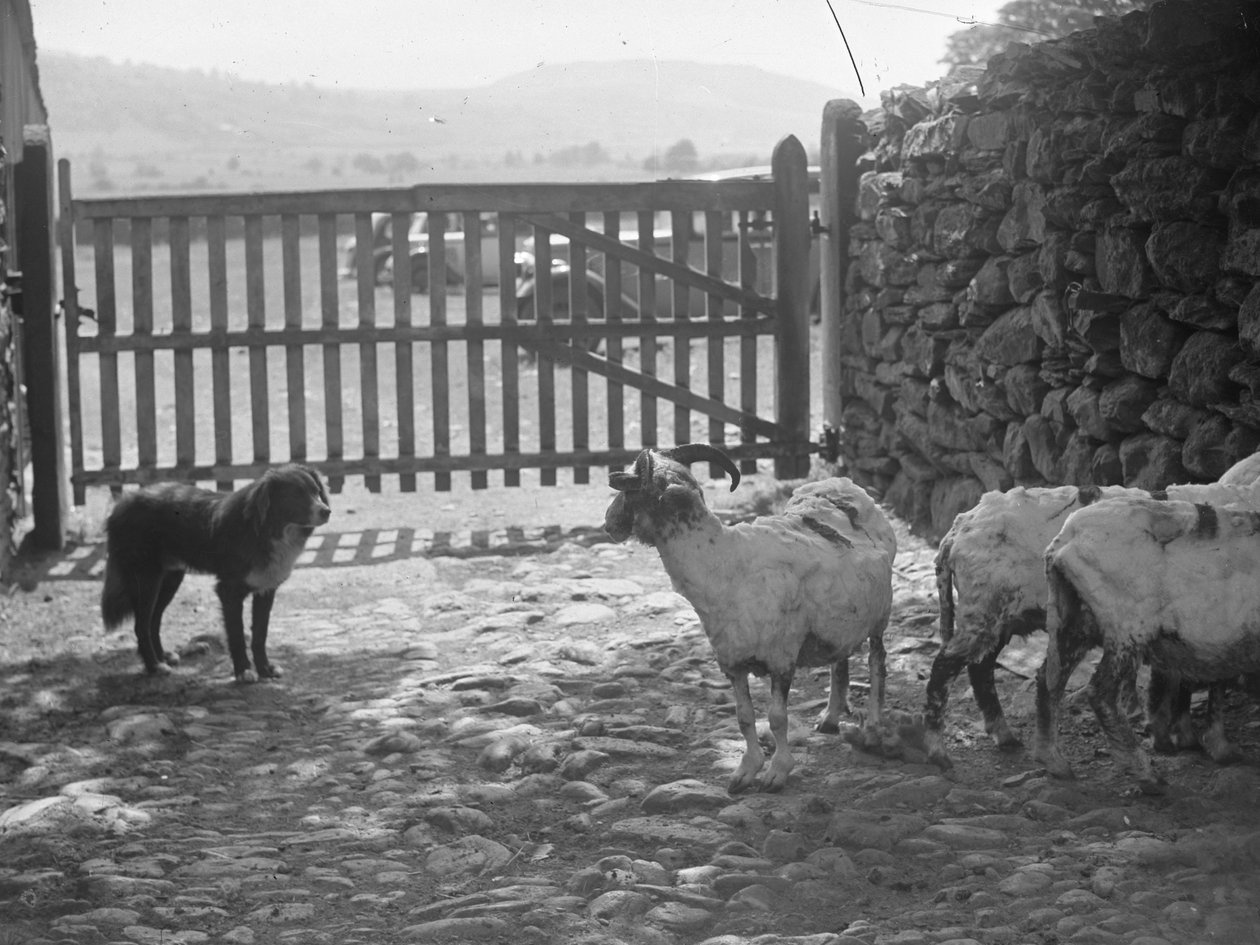 Hond kijkt naar geschoren schapen door Joseph Hardman