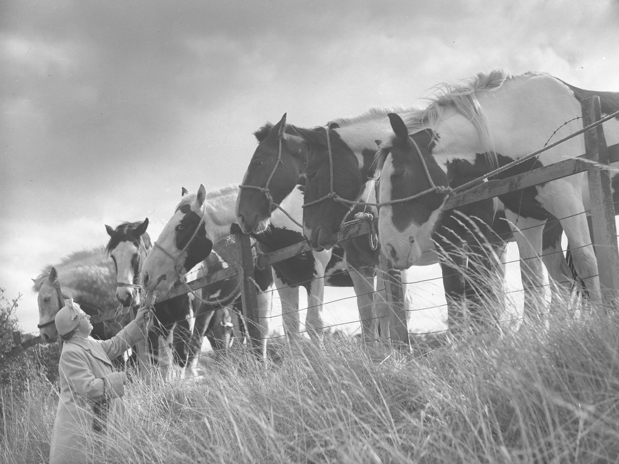 Paarden leunen over hek en worden gevoerd door dame door Joseph Hardman