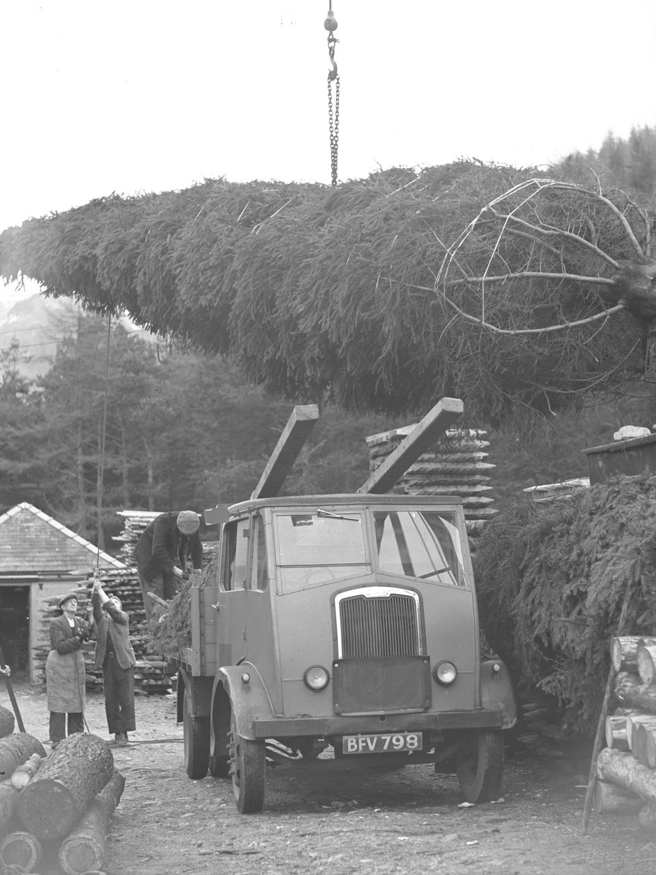 Vrachtwagen wordt geladen met kerstboom door Joseph Hardman