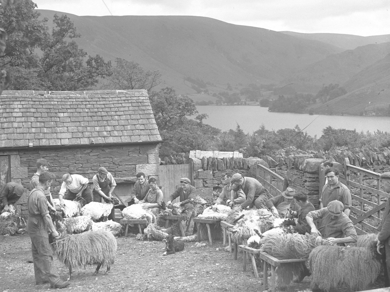 Mannen scheren schapen op banken door Joseph Hardman