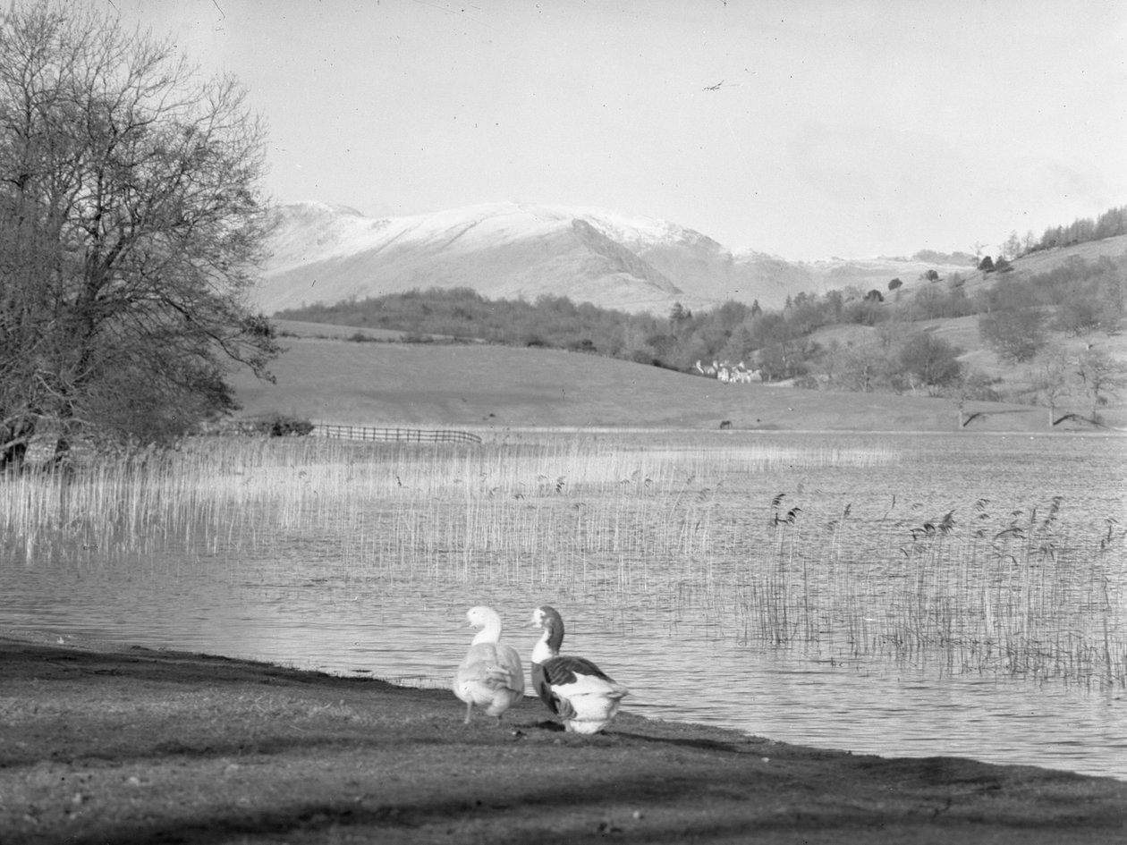 Twee ganzen aan de waterkant bij Esthwaite Water, besneeuwde heuvels op de achtergrond door Joseph Hardman