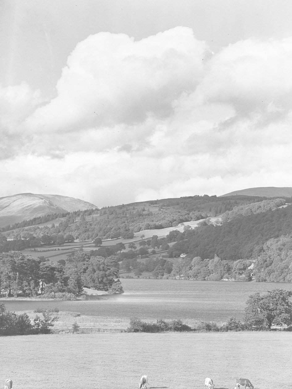 Uitzicht over grazend vee in velden naar Esthwaite water, met bos en heuvels op achtergrond door Joseph Hardman