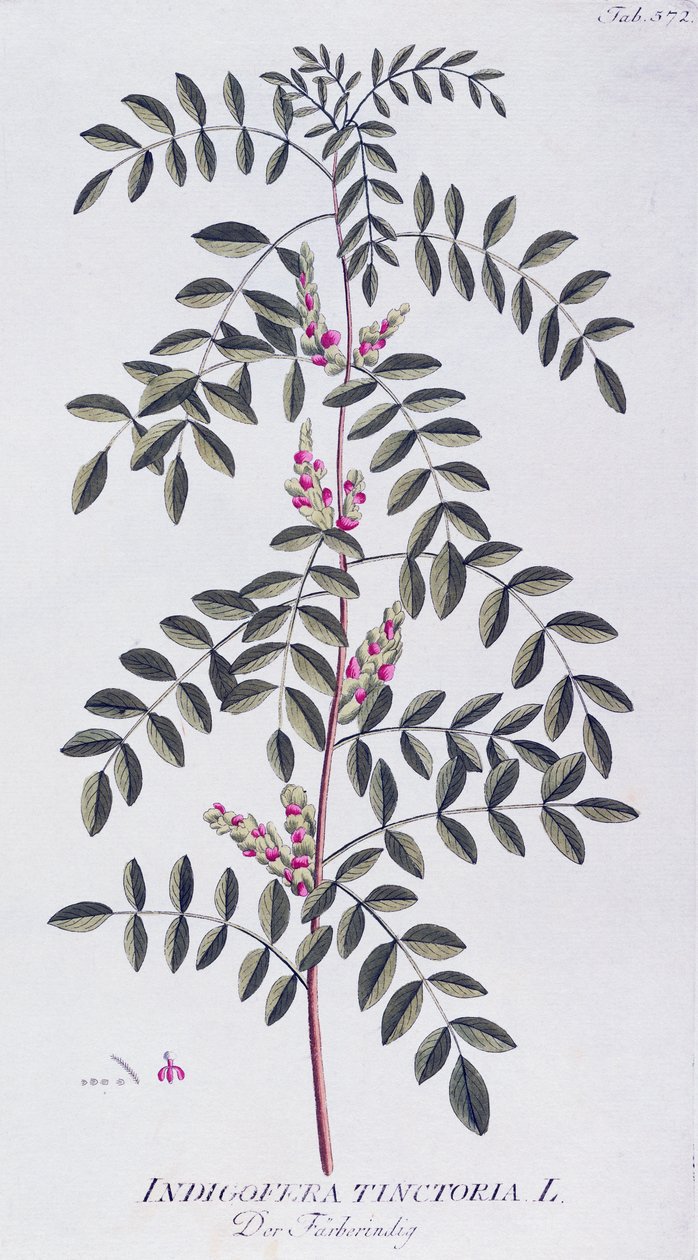 Ware indigo (Indigofera tinctoria) door Joseph Jacob von Plenck (1735-1807), uit Icones plantarum medicinalium, Wenen door Joseph Jacob Plenck