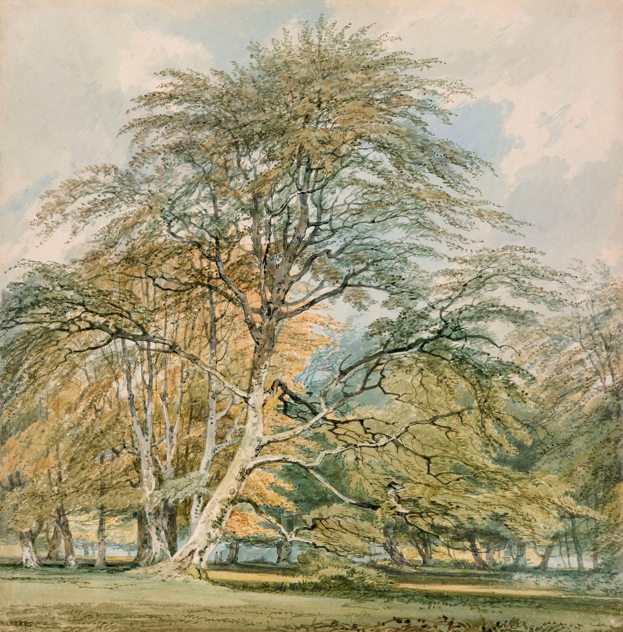 Beuken bij Norbury Park, Leatherhead, Surrey door Joseph Mallord William Turner