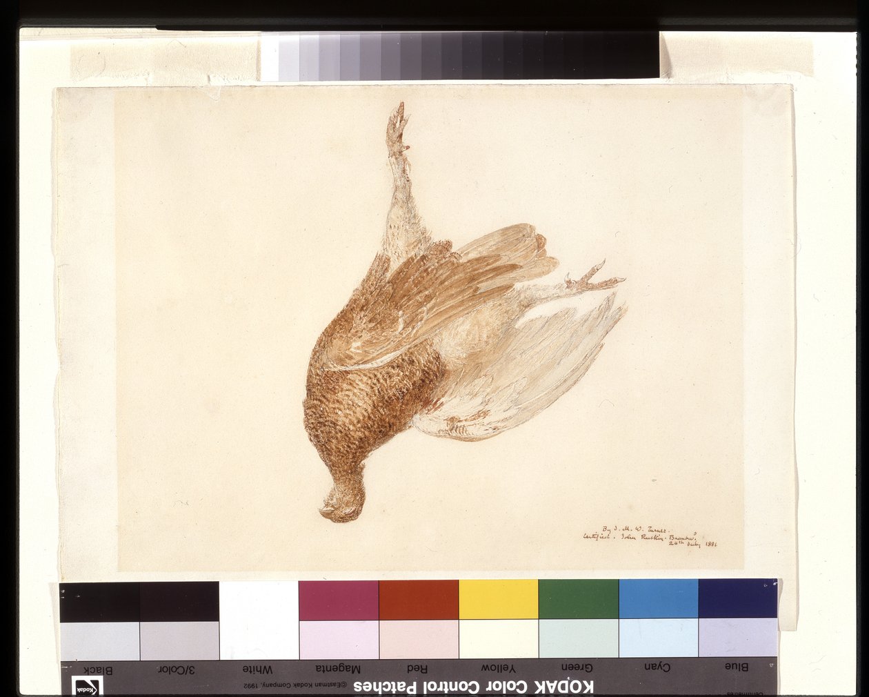 Dode korhoen door Joseph Mallord William Turner