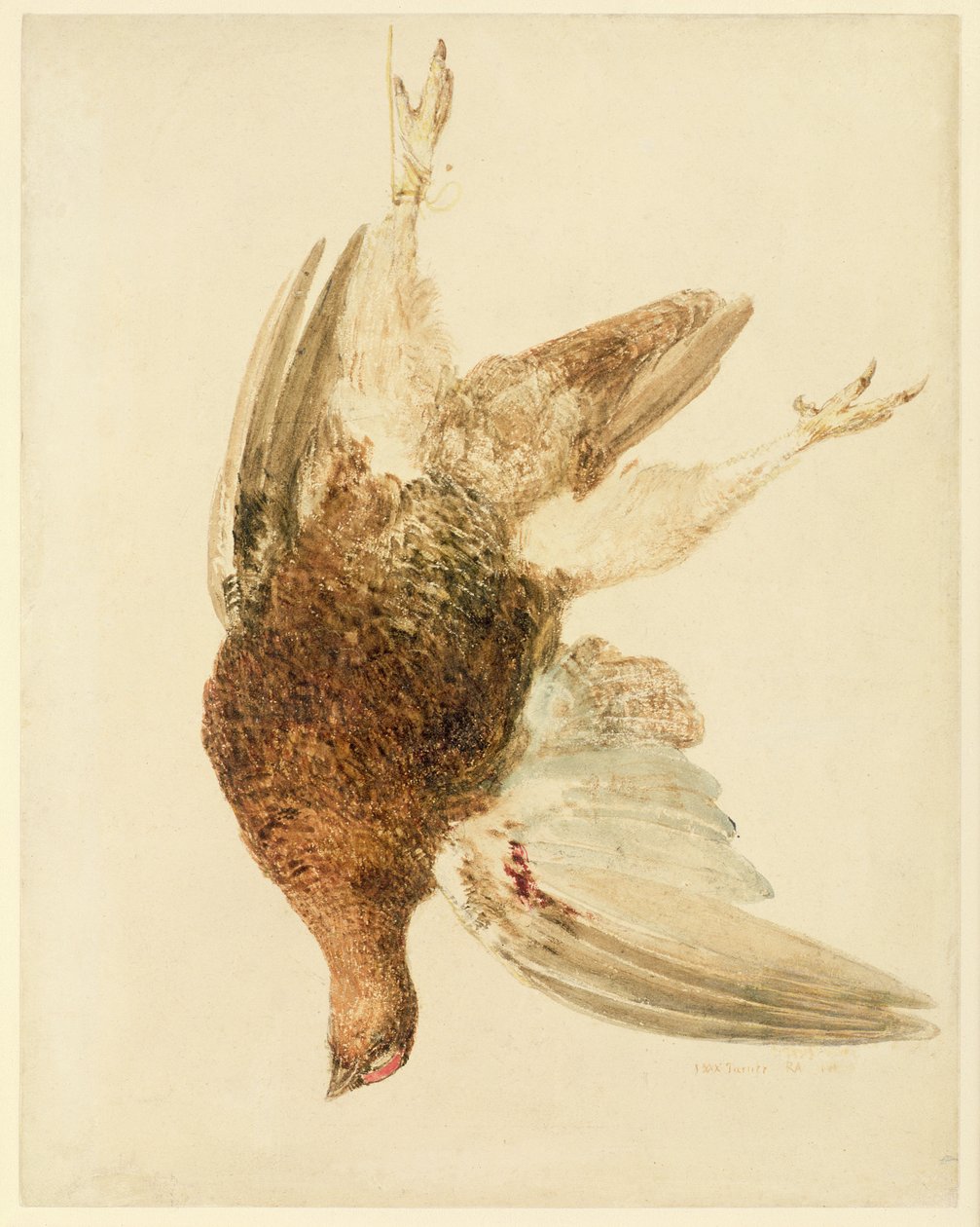Korhoen, uit Het Farnley Boek van Vogels door Joseph Mallord William Turner