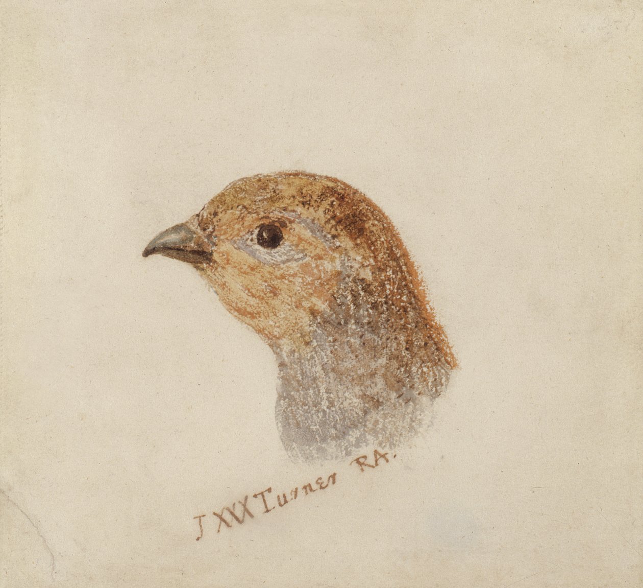 Patrijs, uit Het Farnley Boek van Vogels door Joseph Mallord William Turner
