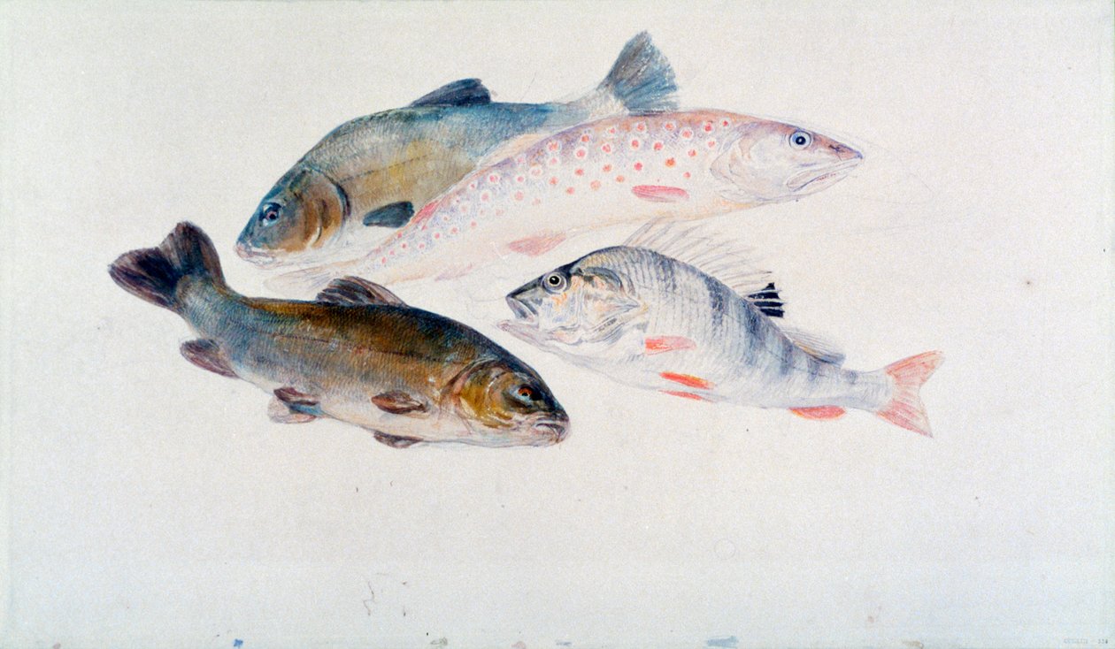 Studie van vissen: Twee voorns, een forel en een baars door Joseph Mallord William Turner