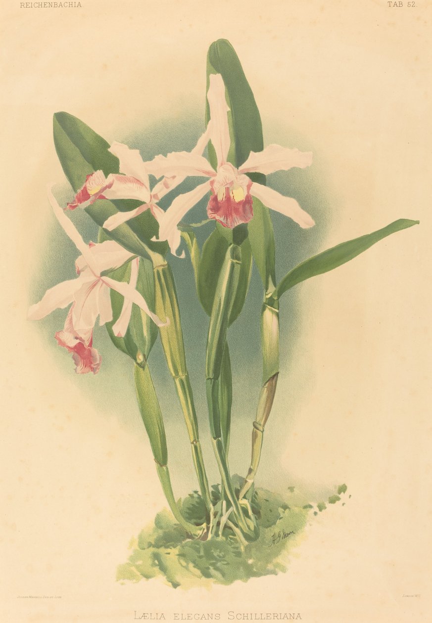 Laelia Elegans Schilleriana door Joseph Mansell