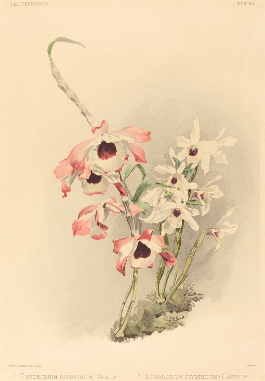 Dendrobium (Hybridium) Venus en Dendrobium (Hybridium) Cassiope door Joseph Mansell after Henry George Moon