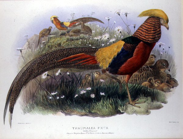 Thaumalea picta (Gouden fazant) gegraveerd door M. & N. Hanhart door Joseph and Smit J. Wolf