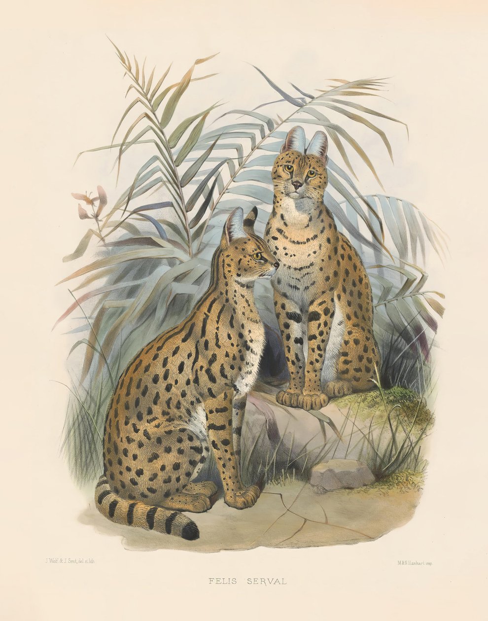 Afrikaanse Serval (Felis serval) door Joseph Wolf