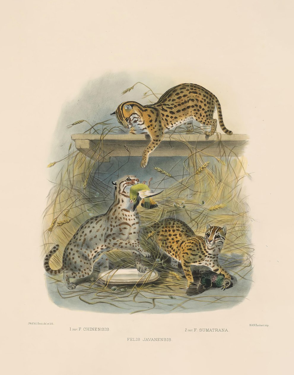 Aziatische Bengaalse katten (Felis javanensis, F. chinensis, F. sumatrana) door Joseph Wolf