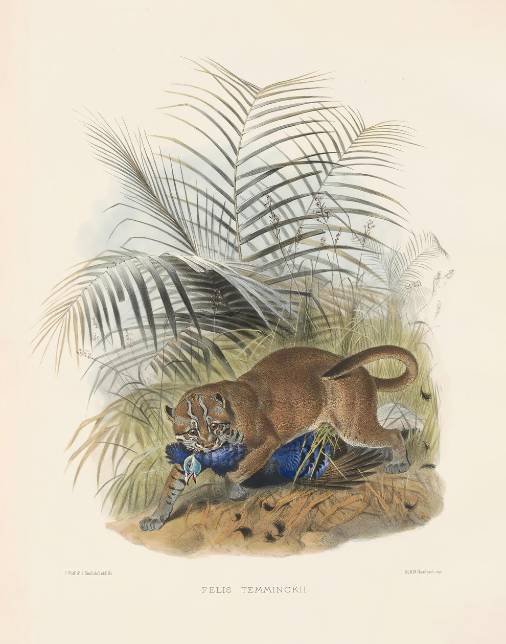 Asian Golden Cat (Felis temminckii) door Joseph Wolf