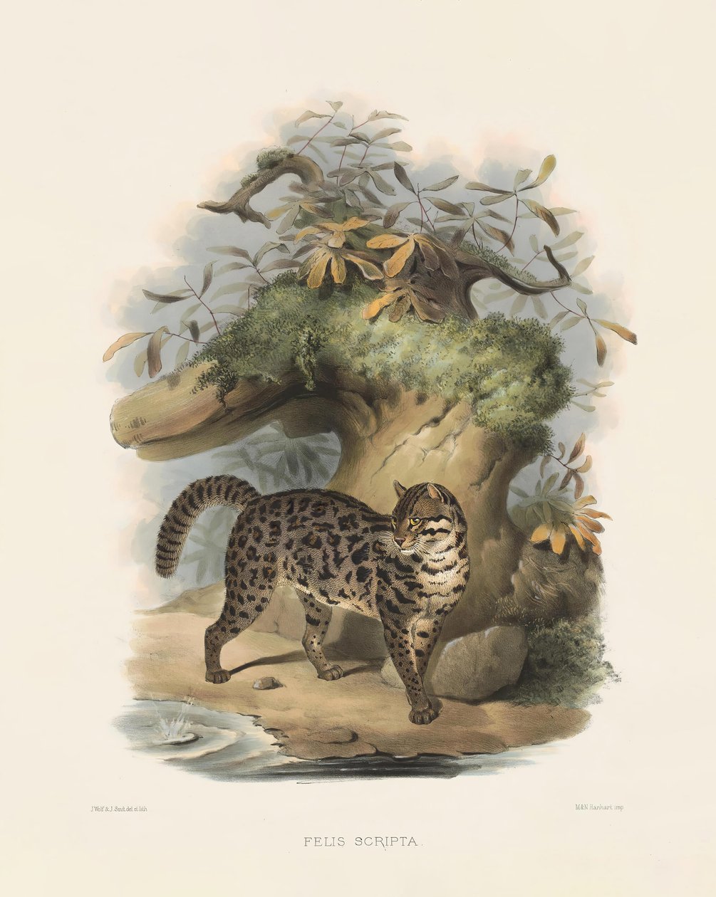 Aziatische luipaardkat (Felis scripta) door Joseph Wolf
